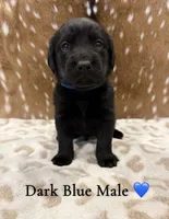 Goldador Pups, a female Goldador for sale in San Marcos, TX – Photo 3 of 7