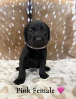 Goldador Pups, a female Goldador for sale in San Marcos, TX – Photo 6 of 7