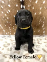 Goldador Pups, a female Goldador for sale in San Marcos, TX – Photo 2 of 7