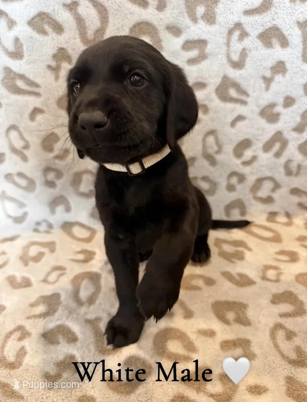 White Male Goldador – Goldador puppy for sale in San Marcos, TX