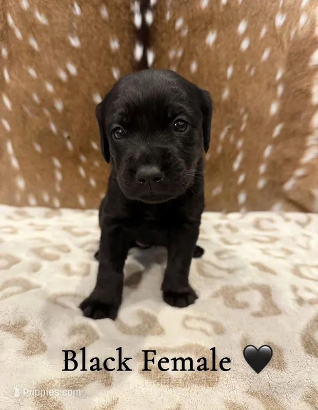 Black Female Goldador, a female Goldador for sale in San Marcos, TX – Photo 1 of 1