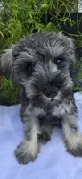 Sire and Dam from Ireland, a female Miniature Schnauzer for sale in St. Paul, MN – 8 of 10
