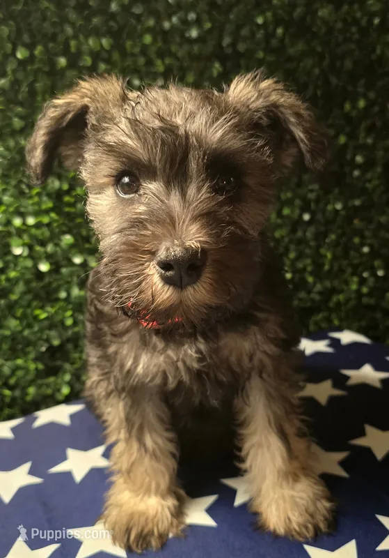 Sire and Dam from Ireland – Miniature Schnauzer puppy for sale in St. Paul, MN
