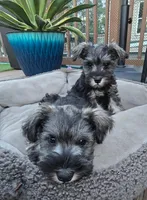Sire and Dam from Ireland, a female Miniature Schnauzer for sale in St. Paul, MN – 2 of 10