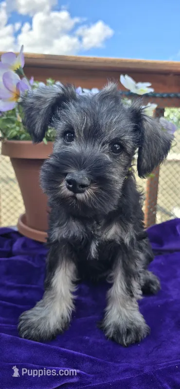 Sire and Dam from Ireland, a female Miniature Schnauzer for sale in St. Paul, MN – 1 of 10