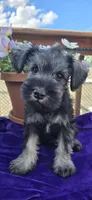 Sire and Dam from Ireland, a female Miniature Schnauzer for sale in St. Paul, MN – 1 of 10