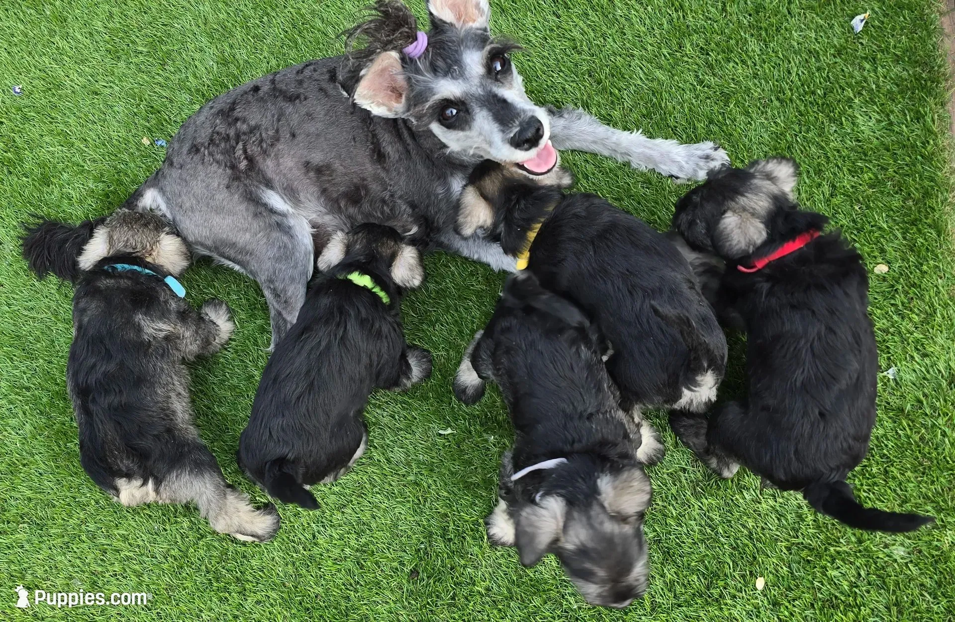 Sire and Dam from Ireland, a female Miniature Schnauzer for sale in St. Paul, MN – 4 of 10