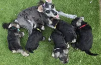 Sire and Dam from Ireland, a female Miniature Schnauzer for sale in St. Paul, MN – 3 of 10