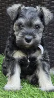 Sire and Dam from Ireland, a female Miniature Schnauzer for sale in St. Paul, MN – 1 of 10