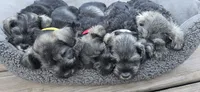 Sire and Dam from Ireland, a female Miniature Schnauzer for sale in St. Paul, MN – 9 of 10