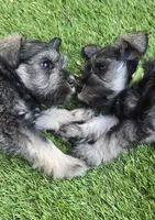 Sire and Dam from Ireland, a female Miniature Schnauzer for sale in St. Paul, MN – 8 of 10