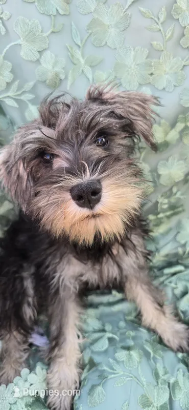 Sire and Dam from Ireland – Miniature Schnauzer puppy for sale in Saint Paul, MN