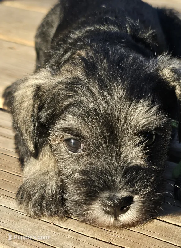 Sire and Dam from Ireland – Miniature Schnauzer puppy for sale in St. Paul, MN
