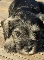 Sire and Dam from Ireland, a female Miniature Schnauzer for sale in St. Paul, MN – 6 of 10