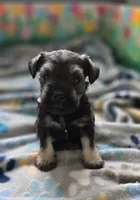 Sire and Dam from Ireland, a female Miniature Schnauzer for sale in St. Paul, MN – 7 of 10