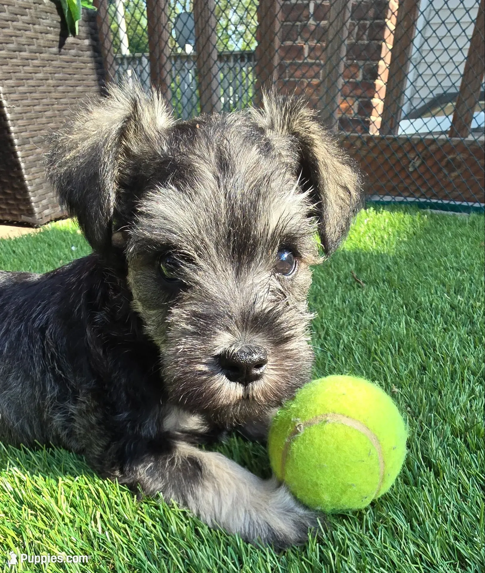 Sire and Dam from Ireland, a female Miniature Schnauzer for sale in St. Paul, MN – 2 of 10