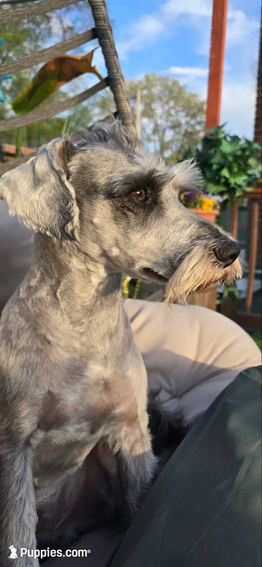 Sire and Dam from Ireland, a female Miniature Schnauzer for sale in St. Paul, MN – 4 of 10