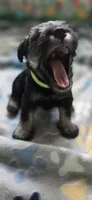 Sire and Dam from Ireland, a female Miniature Schnauzer for sale in St. Paul, MN – 5 of 10