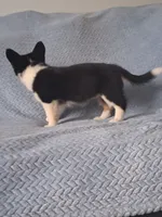 Bacon, a female Cardigan Welsh Corgi and Pembroke Welsh Corgi for sale in Somerset, KY – 2 of 9