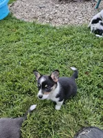 Bacon, a female Cardigan Welsh Corgi and Pembroke Welsh Corgi for sale in Somerset, KY – 6 of 9