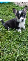 Bacon, a female Cardigan Welsh Corgi and Pembroke Welsh Corgi for sale in Somerset, KY – 4 of 9