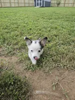 Remi, a female Cardigan Welsh Corgi and Pembroke Welsh Corgi for sale in Somerset, KY – 2 of 7