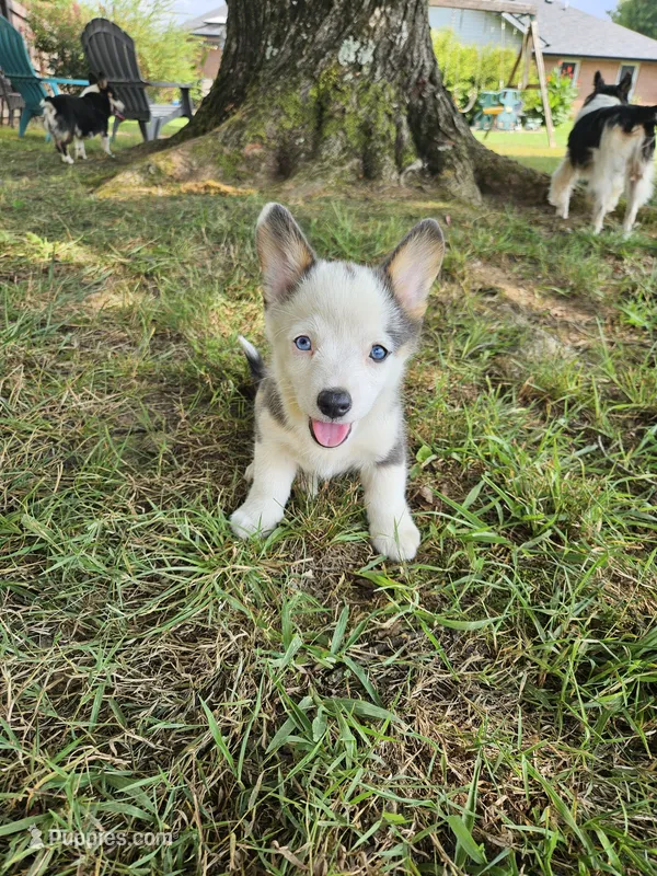 Remi – Cardigan Welsh Corgi, Pembroke Welsh Corgi puppy for sale in Somerset, KY