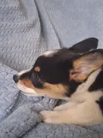 Bacon, a female Cardigan Welsh Corgi and Pembroke Welsh Corgi for sale in Somerset, KY – 9 of 9