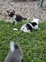 Clover, a male Cardigan Welsh Corgi and Pembroke Welsh Corgi for sale in Somerset, KY – 4 of 9