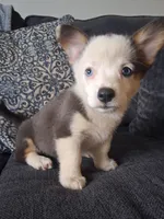 Remi, a female Cardigan Welsh Corgi and Pembroke Welsh Corgi for sale in Somerset, KY – 6 of 7