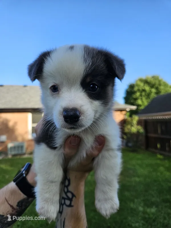 Winston – Cardigan Welsh Corgi, Pembroke Welsh Corgi puppy for sale in Somerset, KY
