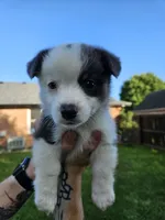 Winston, a male Cardigan Welsh Corgi and Pembroke Welsh Corgi for sale in Somerset, KY – 1 of 8