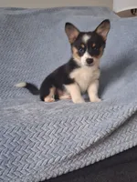 Bacon, a female Cardigan Welsh Corgi and Pembroke Welsh Corgi for sale in Somerset, KY – 1 of 9