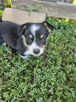 Bacon, a female Cardigan Welsh Corgi and Pembroke Welsh Corgi for sale in Somerset, KY – 7 of 9