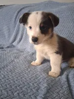 Winston, a male Cardigan Welsh Corgi and Pembroke Welsh Corgi for sale in Somerset, KY – 8 of 8