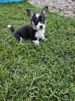 Bacon, a female Cardigan Welsh Corgi and Pembroke Welsh Corgi for sale in Somerset, KY – 5 of 9