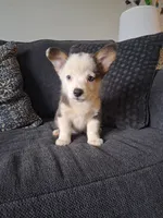 Remi, a female Cardigan Welsh Corgi and Pembroke Welsh Corgi for sale in Somerset, KY – 4 of 7