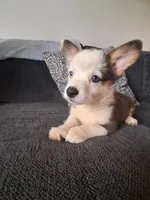 Remi, a female Cardigan Welsh Corgi and Pembroke Welsh Corgi for sale in Somerset, KY – 7 of 7