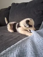 Clover, a male Cardigan Welsh Corgi and Pembroke Welsh Corgi for sale in Somerset, KY – 9 of 9