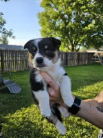Bacon, a female Cardigan Welsh Corgi and Pembroke Welsh Corgi for sale in Somerset, KY – 3 of 9