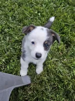 Winston, a male Cardigan Welsh Corgi and Pembroke Welsh Corgi for sale in Somerset, KY – 4 of 8
