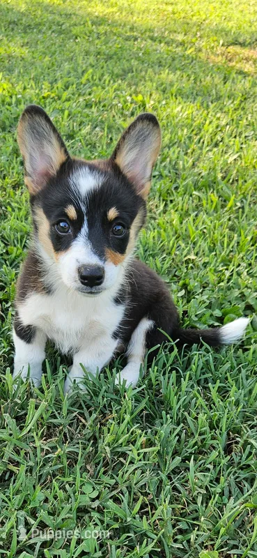 Bacon – Cardigan Welsh Corgi, Pembroke Welsh Corgi puppy for sale in Somerset, KY