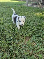 Clover, a male Cardigan Welsh Corgi and Pembroke Welsh Corgi for sale in Somerset, KY – 3 of 9