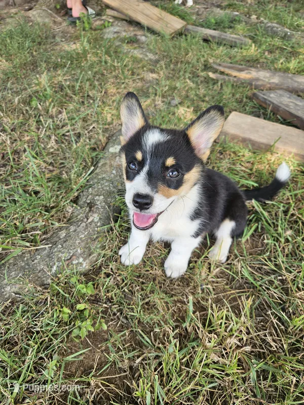 Bacon – Cardigan Welsh Corgi, Pembroke Welsh Corgi puppy for sale in Somerset, KY