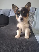 Bacon, a female Cardigan Welsh Corgi and Pembroke Welsh Corgi for sale in Somerset, KY – 8 of 9