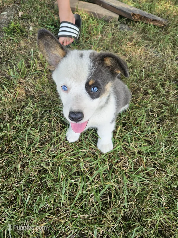 Winston – Cardigan Welsh Corgi, Pembroke Welsh Corgi puppy on hold in Somerset, KY