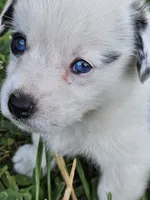 Clover, a male Cardigan Welsh Corgi and Pembroke Welsh Corgi for sale in Somerset, KY – 6 of 9