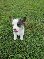 Winston, a male Cardigan Welsh Corgi and Pembroke Welsh Corgi for sale in Somerset, KY – 2 of 8
