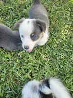 Winston, a male Cardigan Welsh Corgi and Pembroke Welsh Corgi for sale in Somerset, KY – 5 of 8