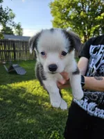 Remi, a female Cardigan Welsh Corgi and Pembroke Welsh Corgi for sale in Somerset, KY – 3 of 7